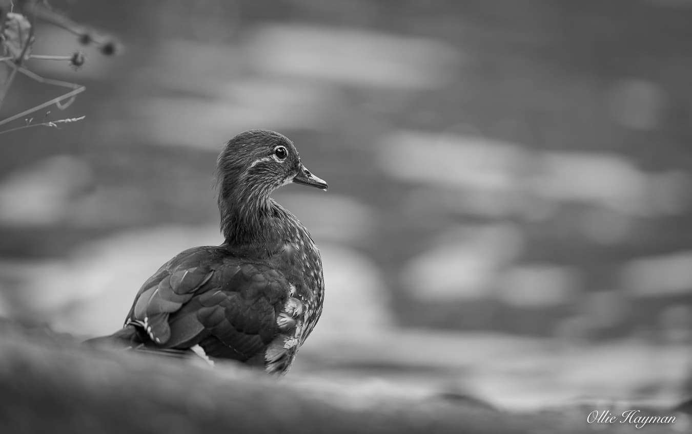 Photo taken by me